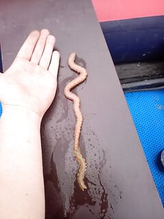 Про размер добычи: не всегда мелочь и не прозрачные — хищник уважает