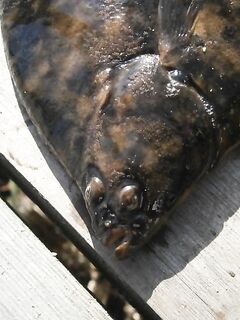 Не «ладошка»: краткая находка по размеру трофея