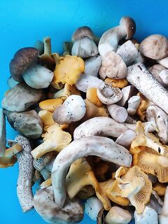 Утренний заход: собака, прогулка и грибочки в корзину