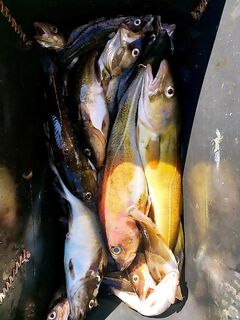 Белое море, утро — за пару часов 14 кг трески, темп высокий, снасти не остывают