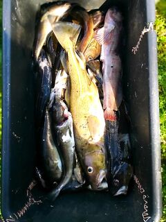 Белое море, Чупа — за день 20 кг трески и две зубатки: погода решает, но клюёт бодро