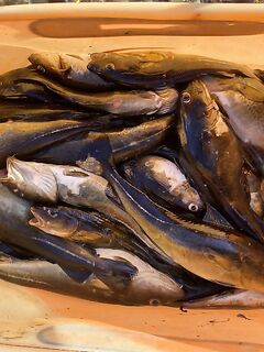 Нижняя Пулонга, 6–11 августа: домики у Игоря, банька к морю, клев по точкам, чайки дежурят