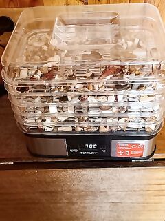 Белое море, Чупа — утро тихой охоты: два ведра белых, сушилка маленькая, зима впереди