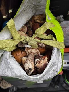 Карелия, Чупа — «попёрли»: боровики пошли, возможно еловые, корзины не пустуют