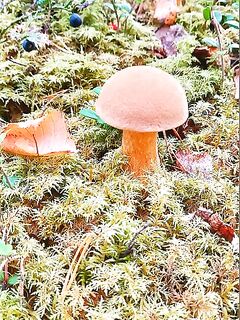 Утренний звонок — сорвались за грибами, набрал груздей и волнушек, попались красавцы