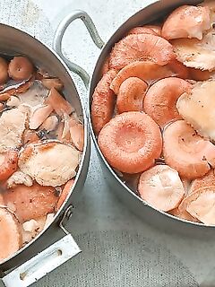 Грузди и волнушки на зиму — первая партия пошла, к уху из трески будет самое то