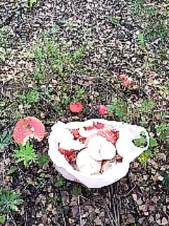 Карелия — короткий чек: лёд где стал, где чисто, и какой подъезд к причалам зимой