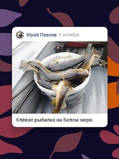 Белое море, Чупа — с 11 до 15 отработали по треске: 22 кг, жадные поклёвки, +2 по ощущению