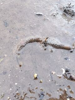 Чупская губа, отмели при отливе: где копать и как брать — лопата крепкая обязательна