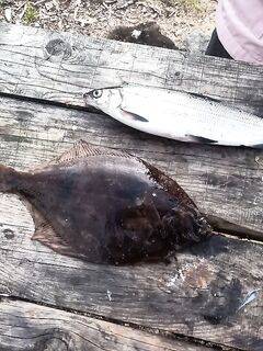 Около Оленего, Белое море: взятие 27 июля — отметка на фото и сомнения по виду