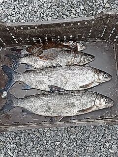 Белое море, Чупа: сиг пыжьяновидный, два хвоста по 50 см — обычное дело