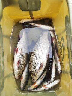 Съездили на речку: пару язей и немного разнорыбицы