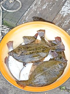 Утренняя рыбалка в Чупе — короткая отметка, клев был