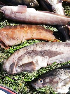 10 дней в Чкаловском: камера показала стаи трески на 12 м, домой 60 кг