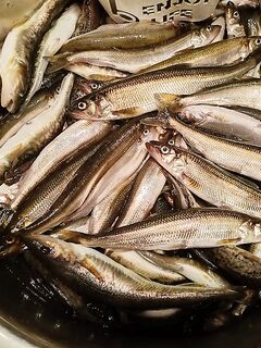 Корюшка подошла в Чупе — фиксирую по времени и месту