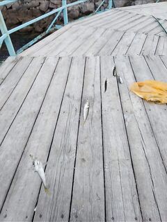 Черноморская ставрида в отвес — такие ставки тут тоже работают