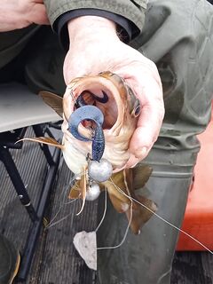 Сожрала оба крючка — аккуратнее с подсечкой и длиной поводка