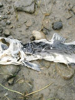 Про «такую» рыбу после нереста — это та, что вниз по реке в море уходит?