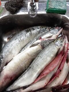 «Нет, вот такую беру домой» — без потрошения на реке, фиксирую привычку