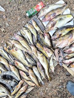 Картеш, Сидоров, Пежостров: 21 кг за сессию, крупнейшая 2 кг — три удочки справились