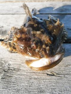 Керчак, беломорский бычок — колючий товарищ, но попадаются и крупные