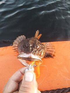 Мыс Картеж и острова Чупы: рыбалка на джиг с креветкой, редкие поклёвки на каcтиастер крупнее