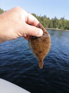 Чкаловский 14–25: купались, аотики и белухи; клев вяло, но отдых на славу