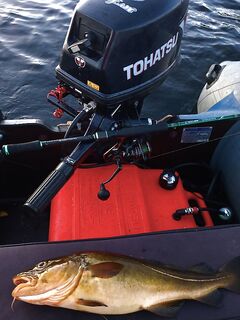 Пежостров, Соколка, Двинские луды: основная рыба в 100 м от избы, джиг салатовый