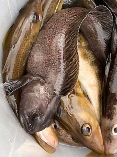 Фото не грузятся в теме Чупы: отмечаю сбои связи и двигаюсь текстом