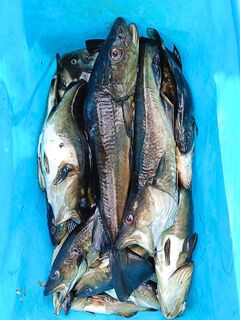 Утренний выход у Чупы: 14 кг общим, крупнейшая 1,850 — сводка без лишних слов