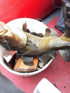 Белое море, Летний/Зимний берег — кочки на 12–14 м и пилькер без крючка