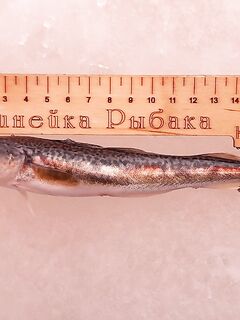 Фестиваль и море друзей