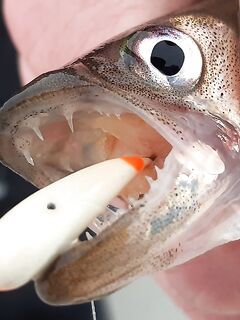 Лёд, дорога и жарёха