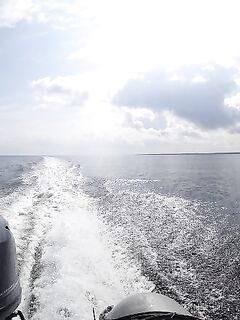 Треска не пришла, зато всё остальное