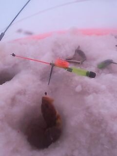 Рявча в Кади дала жару