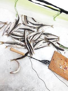 Белое море: удачная махалка