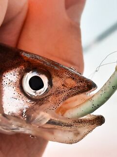 Белое море: новый помор и старая махалка