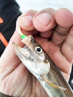 Белое море: махалки у Сухого моря