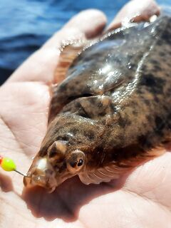 Белое море: жара, мелочь и рыба под солнцем