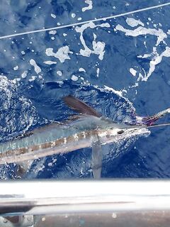 Тенерифе, июль–август: 32 часа троллинга, один белый марлин и разбор контор