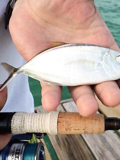 Доминикана, Атлантика — нули на джиг и успех на поверхностную подмотку