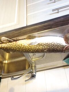 Финляндия, новогодний выезд — 10 щук на жерлицы и налим на донки