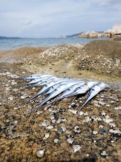 Сардиния, север: рыбалка у молов, спор о кефали и «дивието ди песка» вокруг