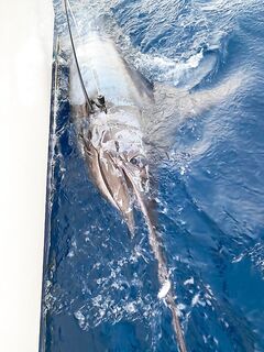 Кабо-Верде: день удачи — Blue Marlin и тунцы