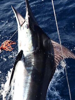 Кабо-Верде — сезон голубого марлина начался!