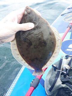 Камбала, где её искать?