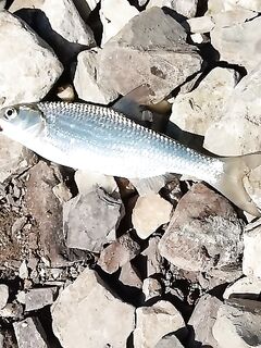 Махачкала, донки и морская плотва