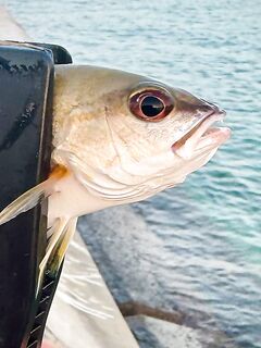 Береговая рыбалка в Дохе: жара, камни и коты на Корнише