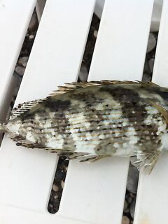 Две осени, две рыбалки и прихватка для форели