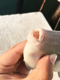 Кемер, морская рыбалка без кайфа